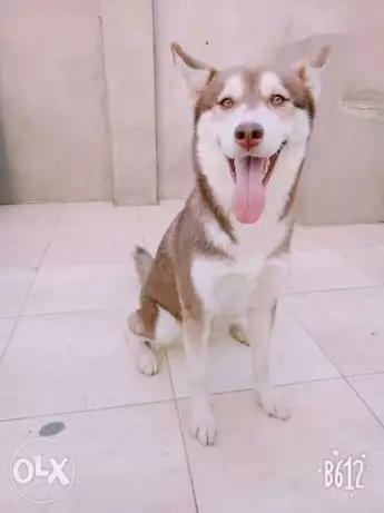 نتايه هاسكى