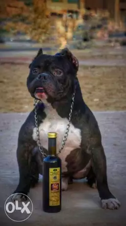 بولى بوكت للبيع