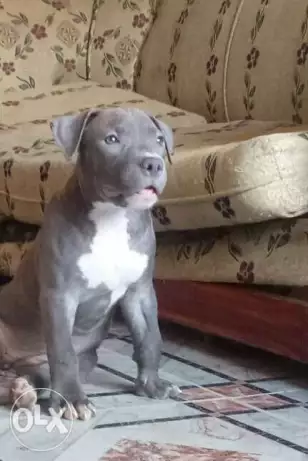 Betbull puppies female