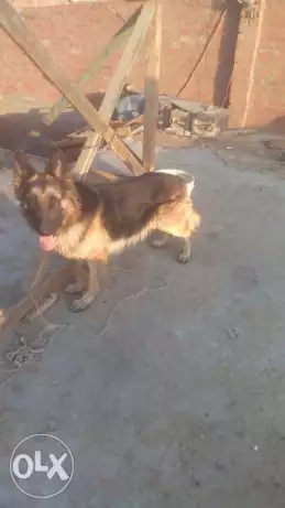 دكر جيرمن عمر سنه عرقيب ديل لمس الأرض لونج هير لسرعه البيع