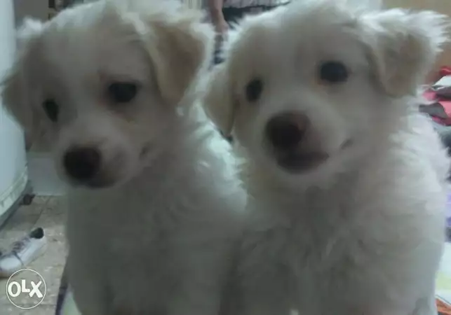 جريفون فرنساوي بنتين