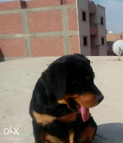 نتيه رود امريكي للبيع 5شهور ومعها الشهاده