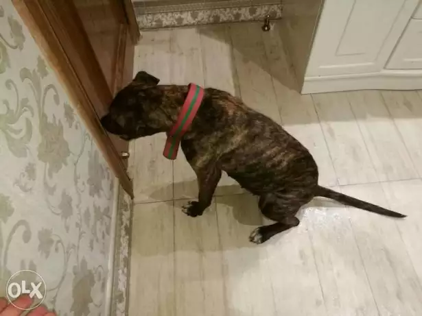Brindle pitbull female.
