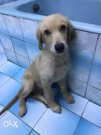 Golden Retriever Puppy
