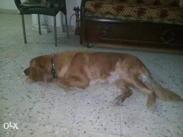 كلب جولدن انثي