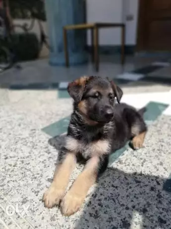 German Shepherd puppies