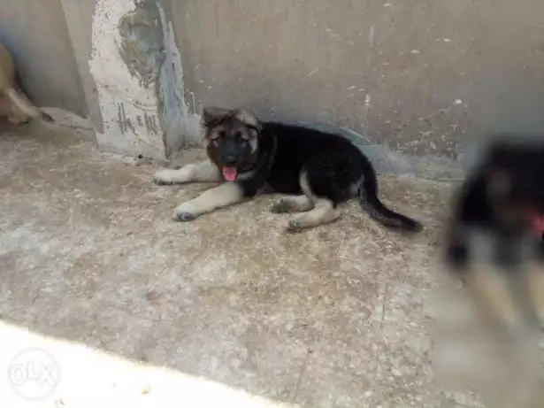 جرو جيرمن 52يوم