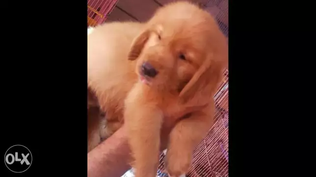 جرو جولدن بيور أهالي مستوردين