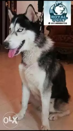 Husky dog