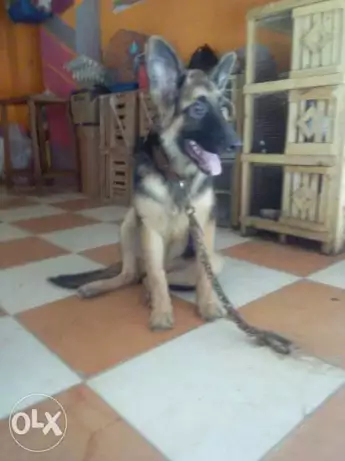 نتايه جيرمان للبيع