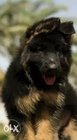 اقوى جراوى جيرمن شيبرد اولاد ديفل