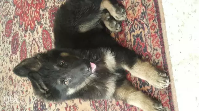 للبيع جرو جيرمين شيبرد