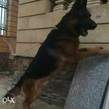 ذكر جيرمن شيبرد للبيع