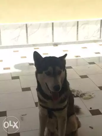 كلب هاسكي ذكر