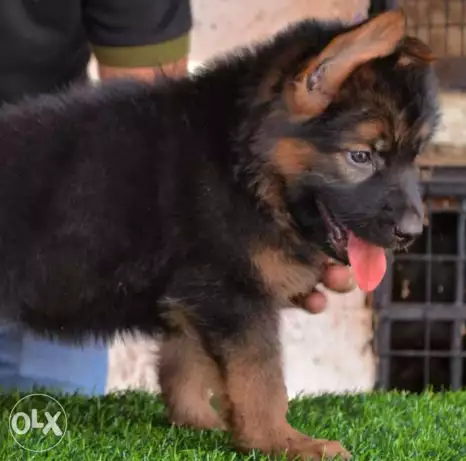 جراوي جيرمن