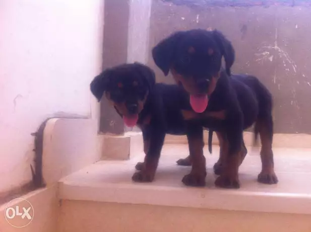 جراوى روت ڤايلر