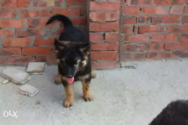 نتايه جيرمان65 يوم