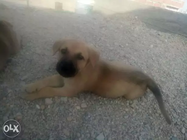 للبيع جرو انجليزي اصفر 35 يوم حلو