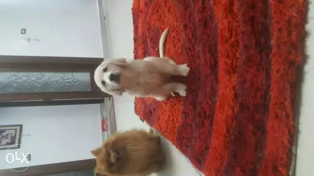 جرو جولدن ابيض