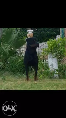 روت للجواز فقط