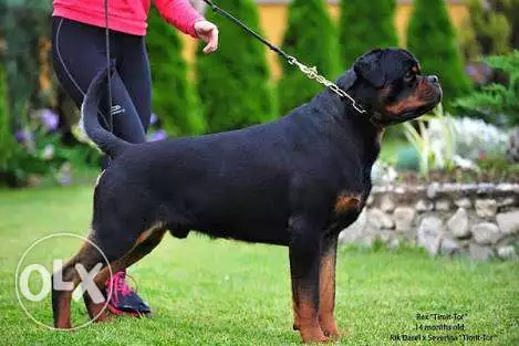 جراوي روت احفاد Rex-TimitTor