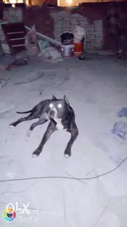 احمدمحمدعبدالله