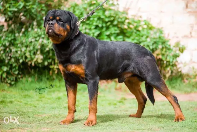 Irk male rottwailer