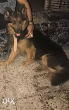 دكر چيرمن لونج هير