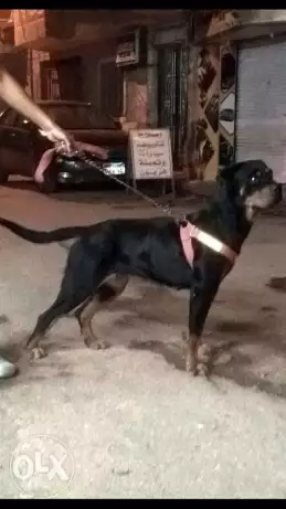 نتابه رود امريكي تقليب عالي