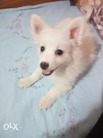 Lolo puppy كلب لولو