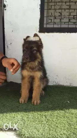 للبيع جرو جرمن شيبرد إكسترا لونج هير 60 يوم