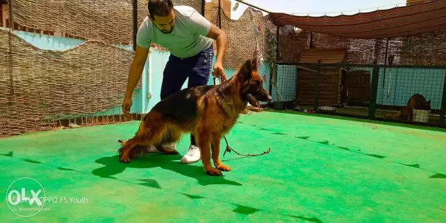 نتايه جرمن للبيع