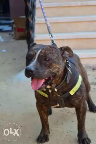 دكر بتبول سنه ونص شرس مع الحيوانات