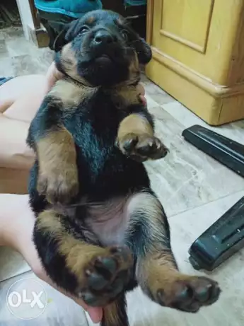 جراوي جيرمين شيبرد