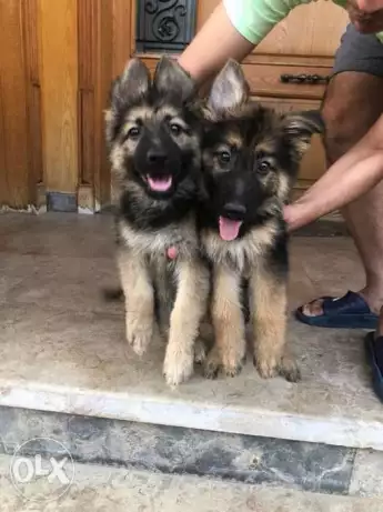 جراوي جيرمان لونج هير