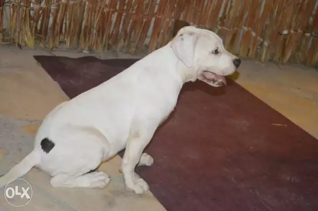 كلب أميركن بيتبول ابيض