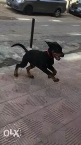 3 months male rottwiller for sale