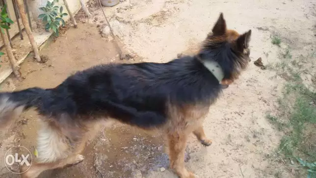 كلب جيرمن شبرد عمره عام ونصف لونج هير واخد جميع التطعيمات روعة بيتى