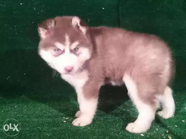 Sibrian husky puppiesu