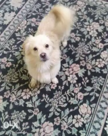 دكر جريفون بسعر ٣٠٠ج