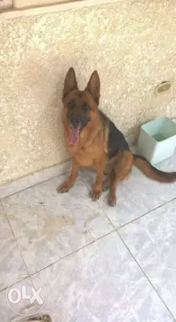 نتاية جيرمن