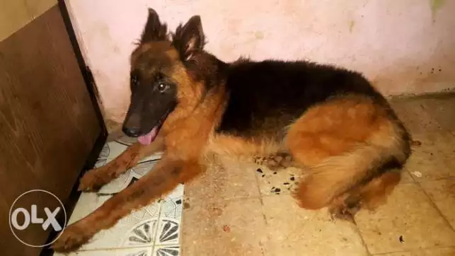 نتاية جيرمن سبق لها الانجاب مرتين وداخلة على حيض خلال شهر .