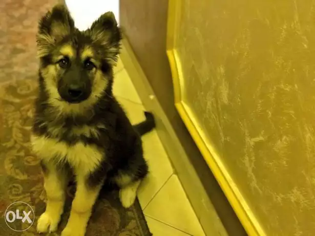 Black german shepherd