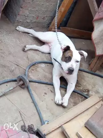 كلبة بيتبول