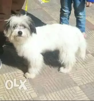 ولد جيرفون ٨شهور صحته ممتازه مطعم بالدفتر بيعمل حمام خارج البيت