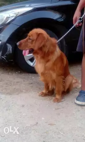 كلب ذكر جولدن للبيع السن ١١ شهر الاب و الام مستورادين من الخارج