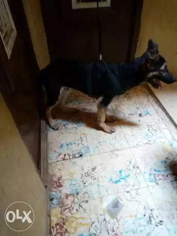 كلب جيرمن الماني