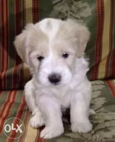 جرو لولو أنثى