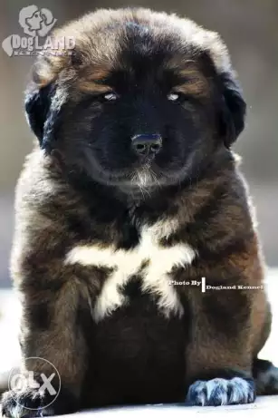 Caucasian puppies for saleجراوي كوكجين جوده مستورده بسعر محلي