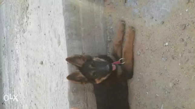 نتايه جيرمان